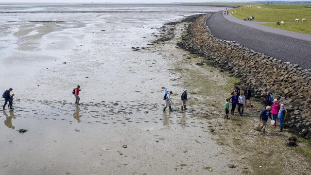 Witte kust bij Texel door klaarkomende oesters: 'Warm water is de trigger'