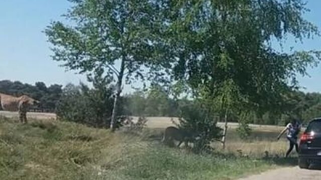 Beekse Bergen: 'Dit gezin heeft ongelooflijk veel geluk gehad'