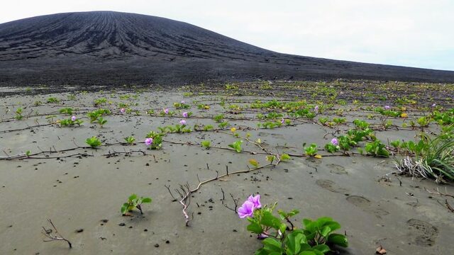 Op het gloednieuwe eiland Hunga Tonga krioelt het al van het leven