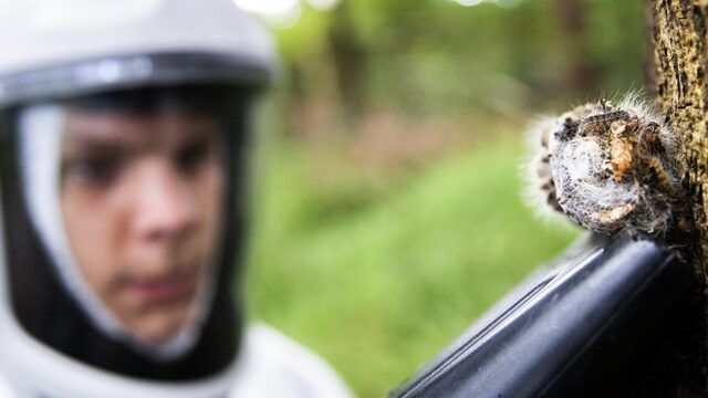 Hoe verjaag je de eikenprocessierups uit je tuin?