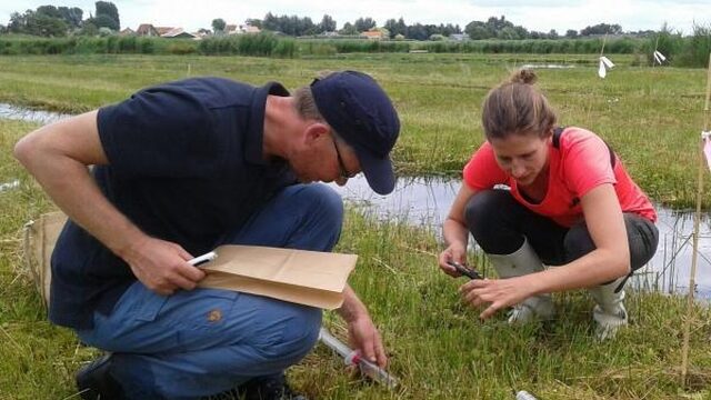 Nieuw veen wordt gevormd door natte landbouw