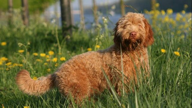 Natuur door de ogen van de hond: 'Dit is mijn gebied'