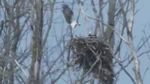 Voor het eerst visarend in Nederland geboren