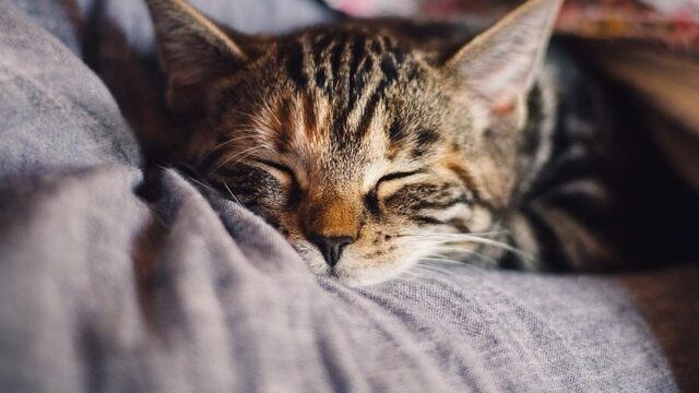 Dierenarts: 'Coronaklachten? Neem afstand van je huisdier'