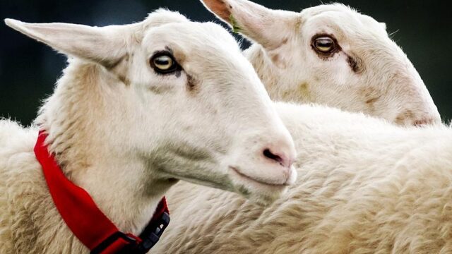 De kwis die niet te googelen is: als makke lammetjes