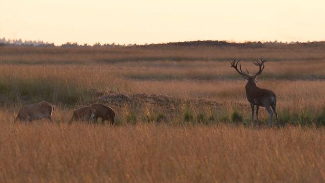 Hoge Veluwe houdt de wolf liefst buiten de deur