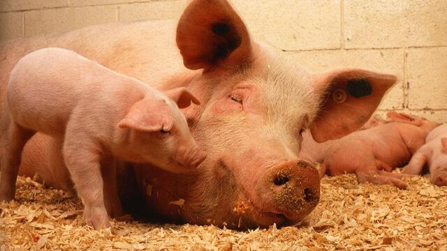 'In dit land worden per jaar 640 miljoen levende wezens geslacht en we doen alsof dat normaal is'