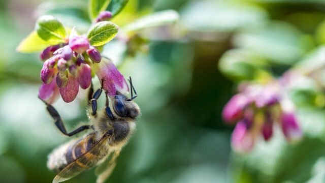 'Zonder bijen zouden we alleen nog aardappelen, granen en vis eten'