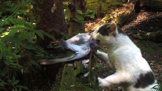 Katten jagen er 's nachts op los en het aantal slachtoffers is zorgwekkend
