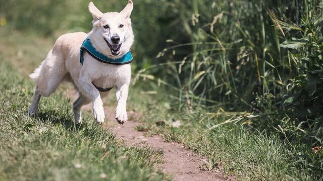 Honden en katten lijden door coronacrisis