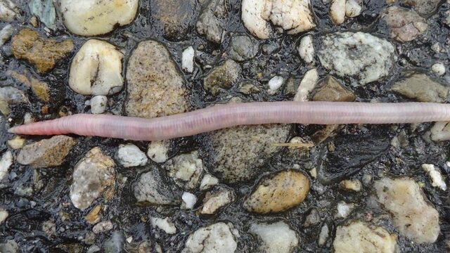 Regenwormen zijn hartstikke belangrijk en dit is waarom