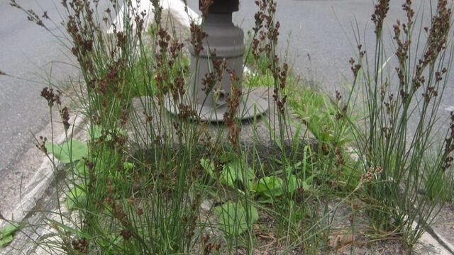 Deze planten profiteren juist van strooizout