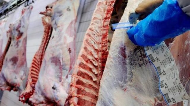 Animal Rights filmt opnieuw zware dierenmishandeling in Belgisch slachthuis