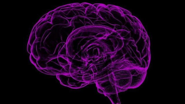 Danken wij ons grote brein aan zetmeel?