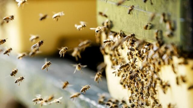 Vandaag op NPO Radio 1: een Portret van een 88-jarige, bij versus bij en Eredivisievoetbal