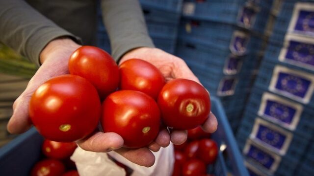 'Windmolens zijn slecht voor tomaten'