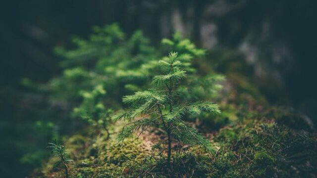 Kunnen bomen elkaar een handje helpen?