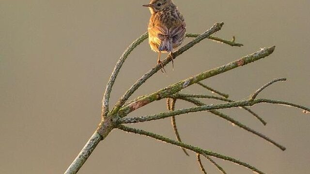 Duizend vogelaars telden vooral kleine vogeltjes