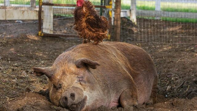 Een volledig ecologische boerderij? 'Een droom op het naïeve af'