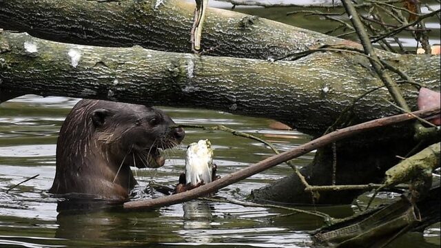'Ik heb de afgelopen jaren onder een ottersteen geleefd'