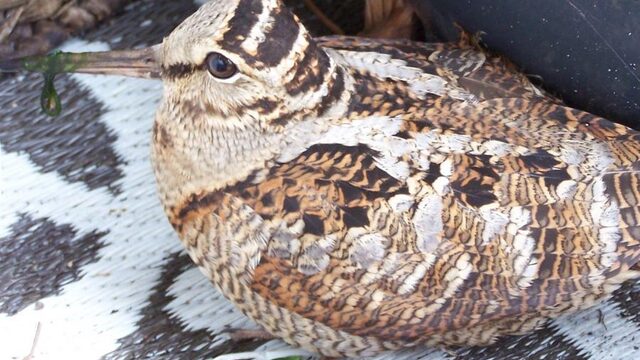 Geen opvang meer mogelijk voor zieke en gewonde vogels