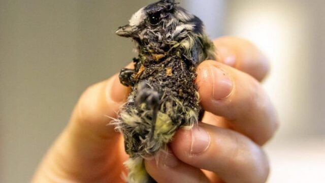 Vastgeplakte dieren: 'Stop met lijmplank bij bestrijding van muizen'