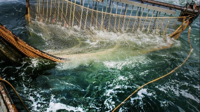 Het pulsvisverbod leunt op jaloezie en bedreigde Franse vissers