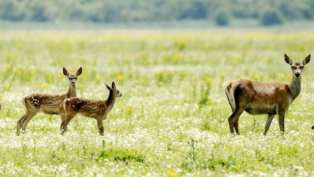 Edelherten afschieten in de Oostvaardersplassen mag niet meer, maar wat dan wel?
