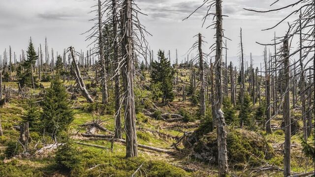 'Europese bossen staan onder druk'
