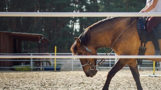 Deze innovaties zijn 'klapschaatsmoment' voor paardensport