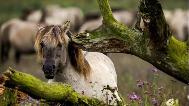 Paardenkadavers blijven soms liggen in de natuur