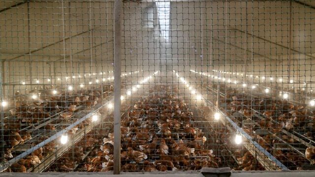 Oplaat: Minister Schouten nam onverantwoord groot risico door late ophokplicht'