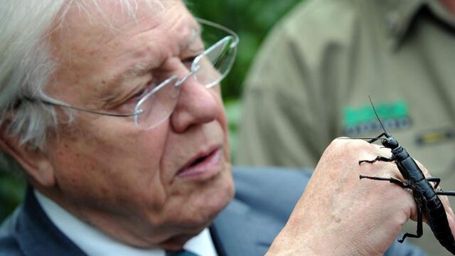 Belazert Sir David Attenborough de boel?