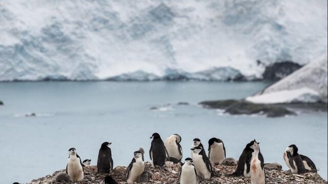 Antarctica wordt steeds kleiner: wat zijn de gevolgen?