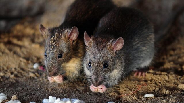 Feit of Fictie: 'Ratten kunnen vijfduizend nakomelingen per jaar krijgen'