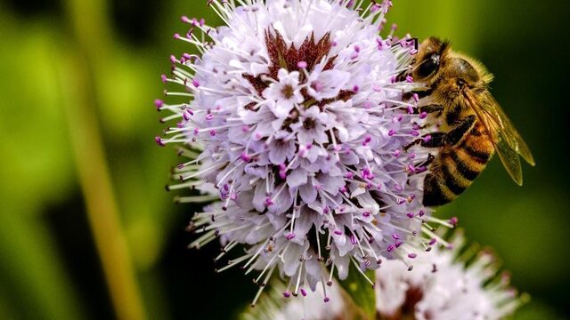 Wat je zelf kunt doen om biodiversiteit te bevorderen