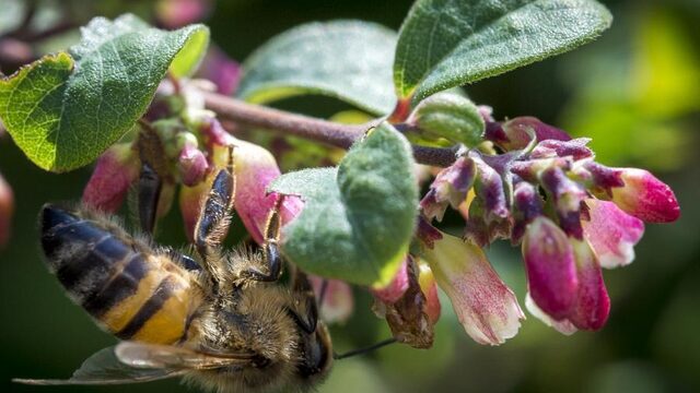 Insecten verdwijnen met huidig afnametempo binnen een eeuw