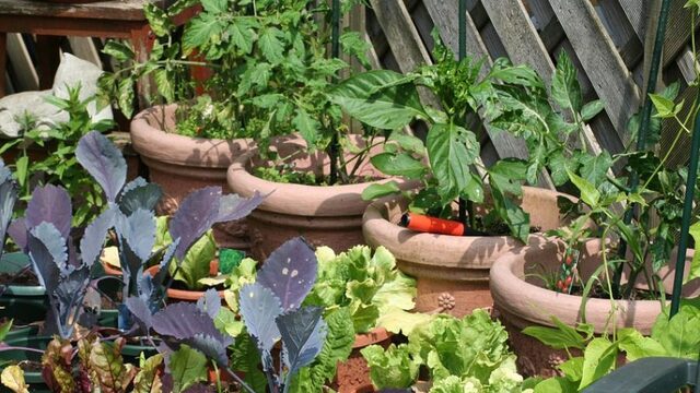 Help jouw moestuin de winter door!