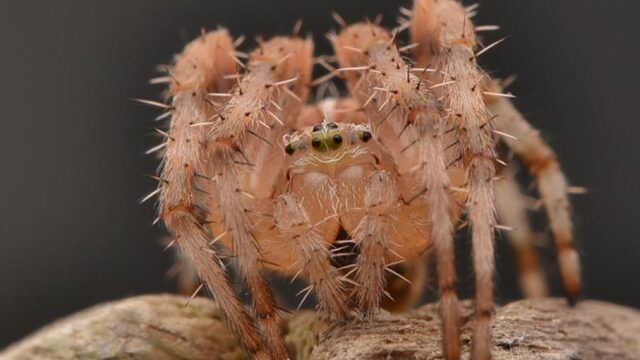 Wat is de uitslag van de Nationale Spinnentelling?