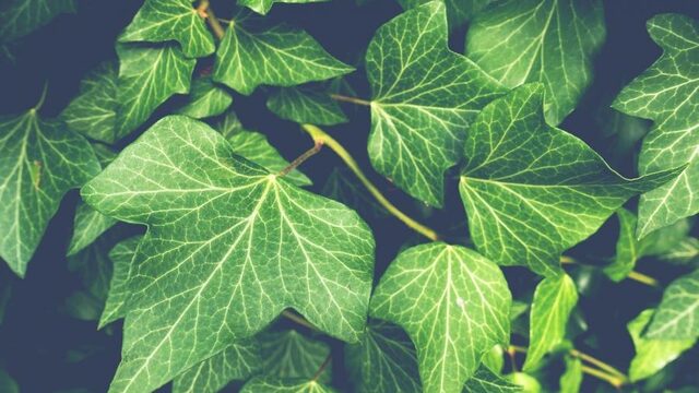 600 planten zijn de afgelopen 250 jaar uitgestorven