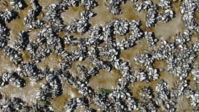 Mosselbanken goed voor natuurherstel