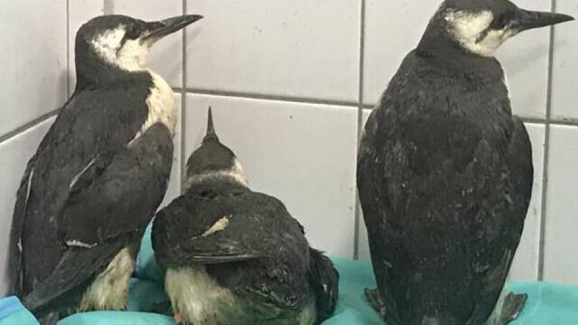 Honderd zeekoeten op de snijtafel: onderzoekers willen oorzaak massale sterfte achterhalen