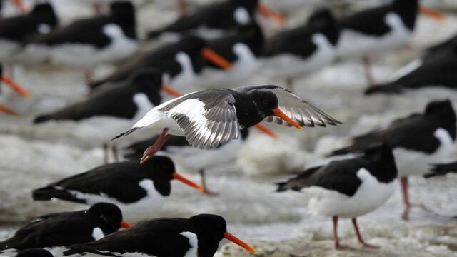Broedende strandvogels verstoord door loslopende honden, baasjes worden aangesproken
