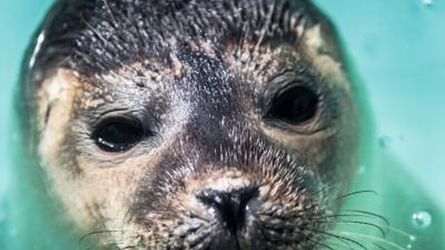 Hoogoplopende emoties over advies zeehonden dood te schieten