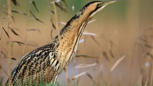 Droogte in Nederland: Geeserstroom lijkt op droge savanne