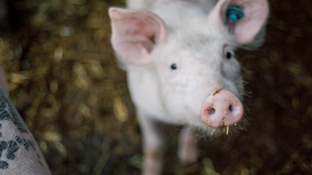 Dierenwelzijn steeds belangrijker voor Nederlanders
