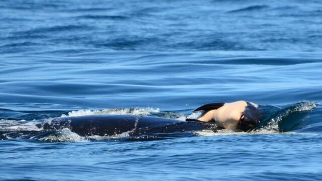 Verdriet of instinct: waarom liet deze orka haar dode jong niet los?