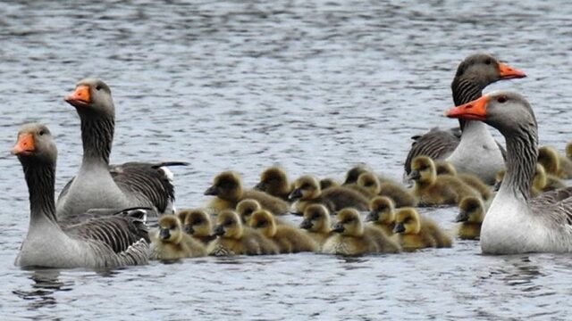 Ganzen hebben kinderopvang goed geregeld