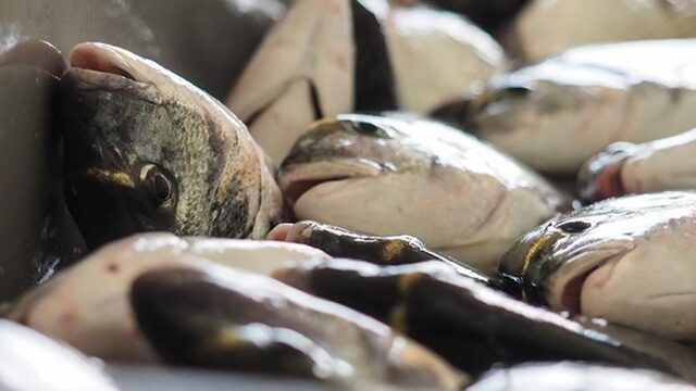 Het welzijn van vissen moet beter beschermd worden