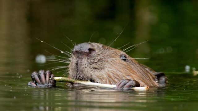 Europese natuur is beschadigd, maar kan hersteld worden!